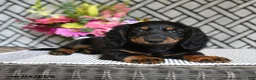 Miniature Dachshund dogs for sale: Tootsie - Ad 2