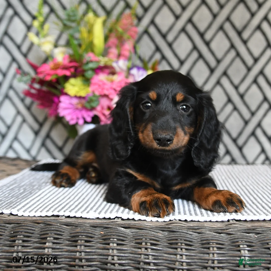 Miniature Dachshund dogs for sale: Tootsie - Ad 2