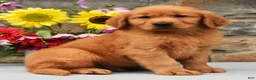 Golden Retriever dogs for sale: Calvin - Ad 3