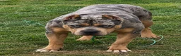 American Bully dogs for sale: American Bully 3 - Ad 4