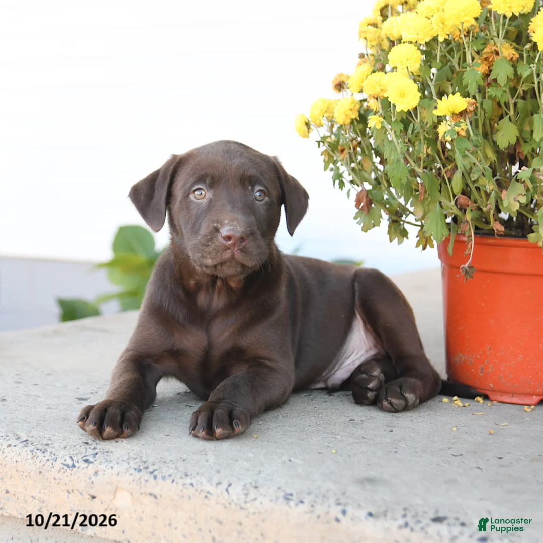 Labrador Retriever dogs for sale: Lewis - Ad 3