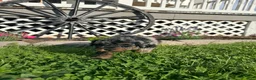 Mini Goldendoodle dogs for sale: Fancy  - Ad 2