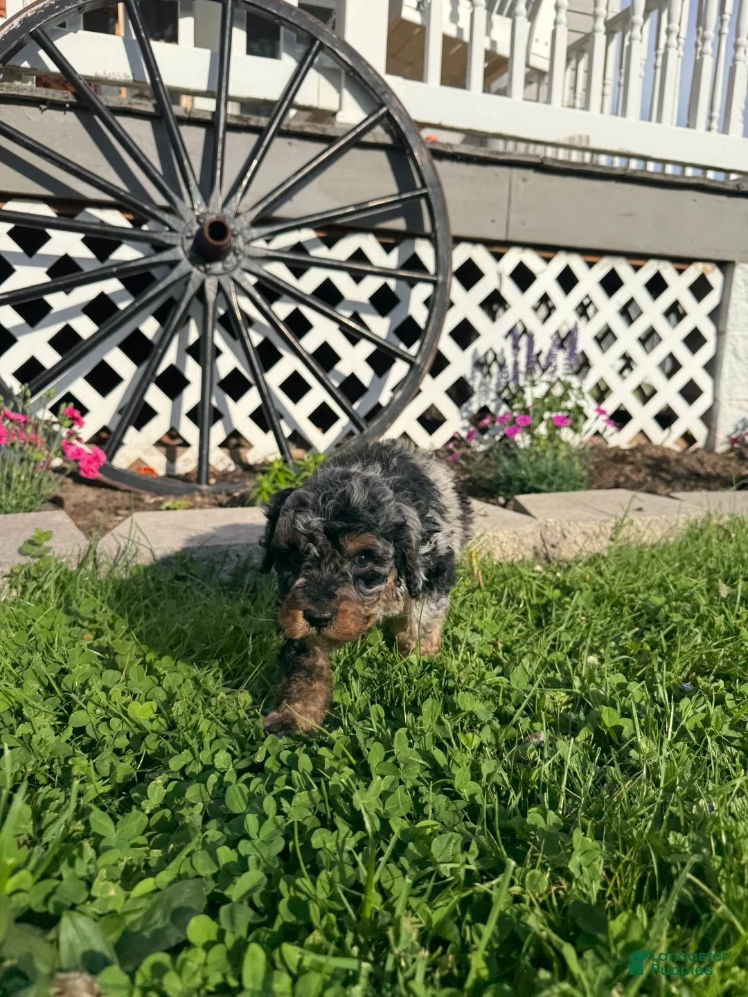 Mini Goldendoodle dogs for sale: Fancy  - Ad 2