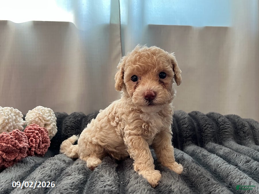 Miniature Poodle dogs Tippy - Ad 1