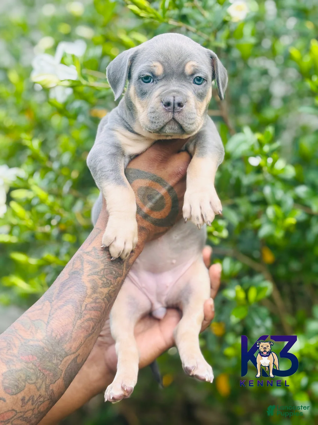 American Bully dogs for sale: American Bully Puppy 7 - Ad 2