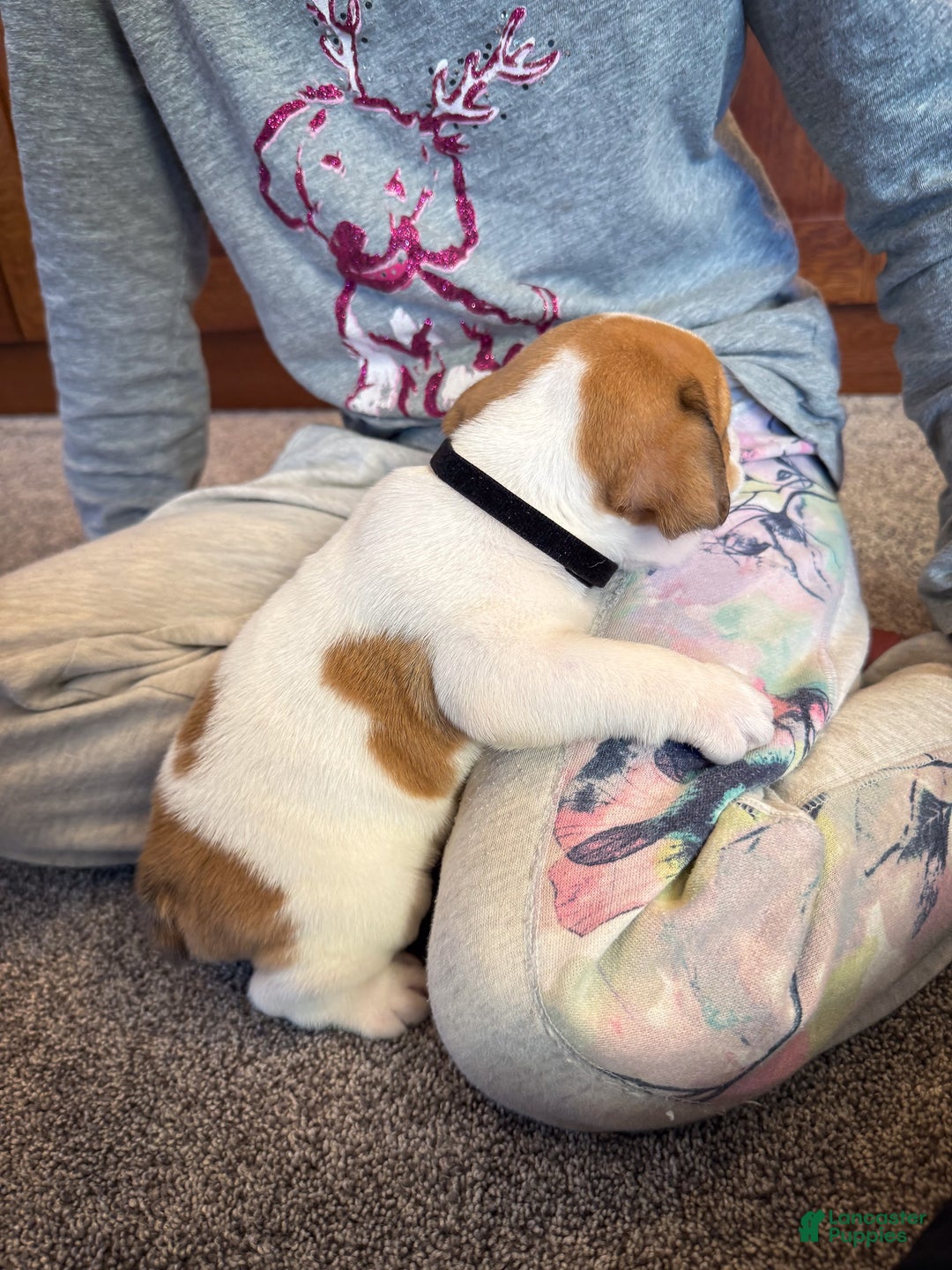 English Bulldog dogs for sale: Ralf - Ad 6