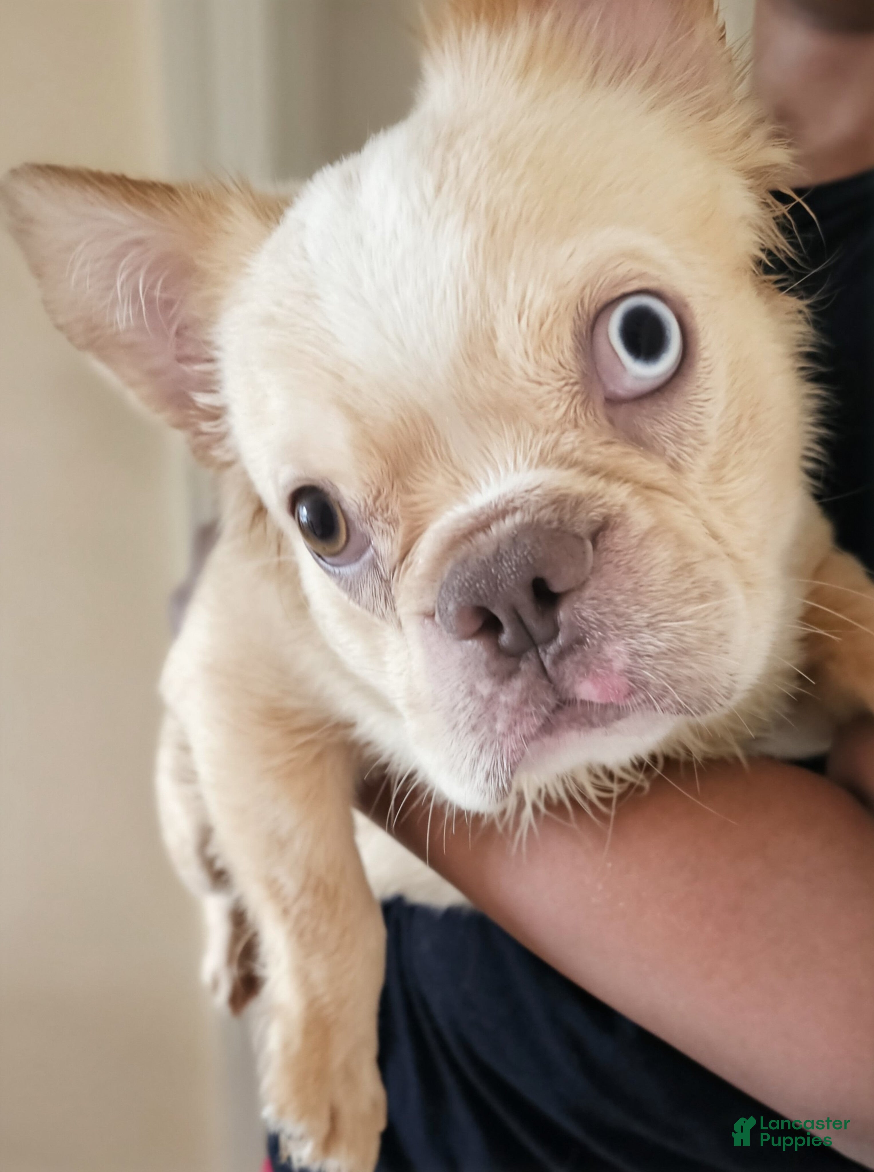 French Bulldog dogs Mezcal, The road runner - Ad 2