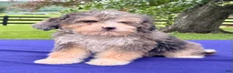 Bernedoodle dogs for sale: Nellie - Ad 3