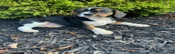 Mixed Breed dogs for sale: Dolly - Ad 10