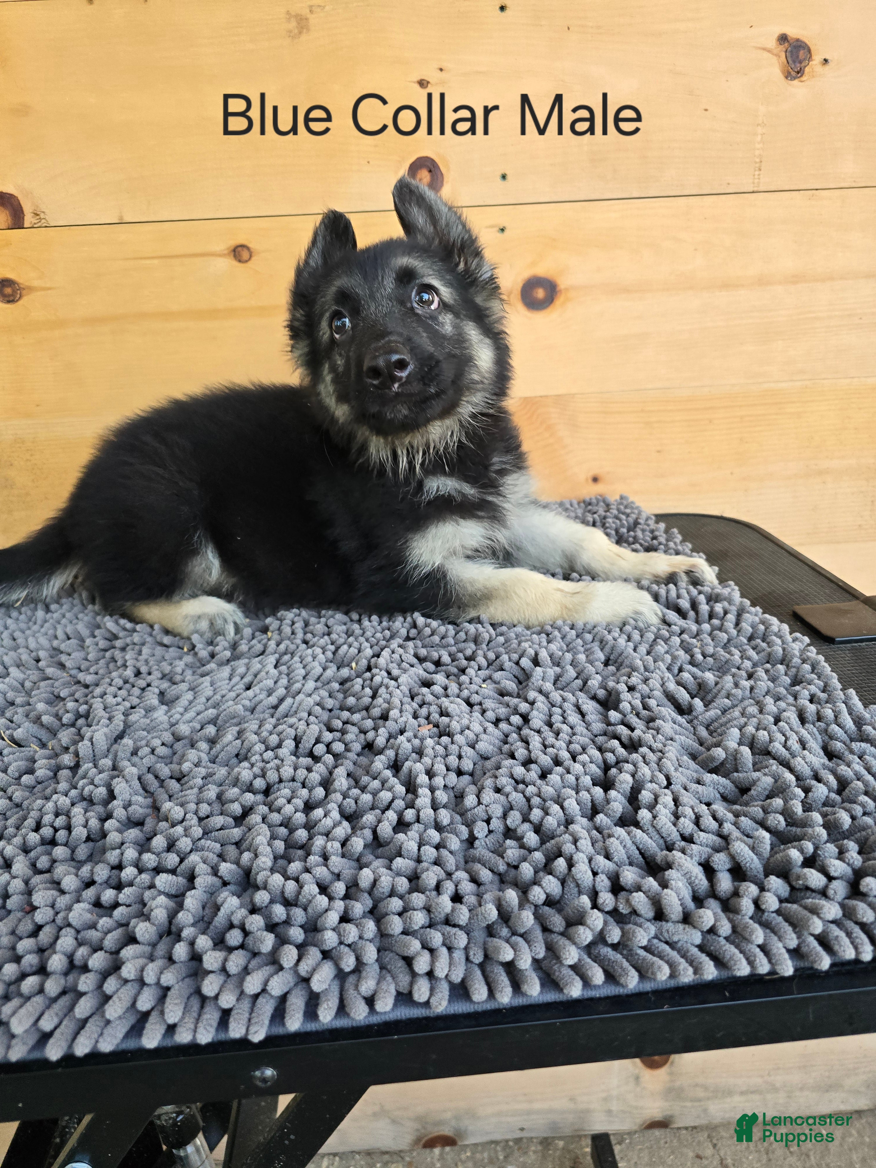 German Shepherd dogs German Shepherd 1 - Ad 2
