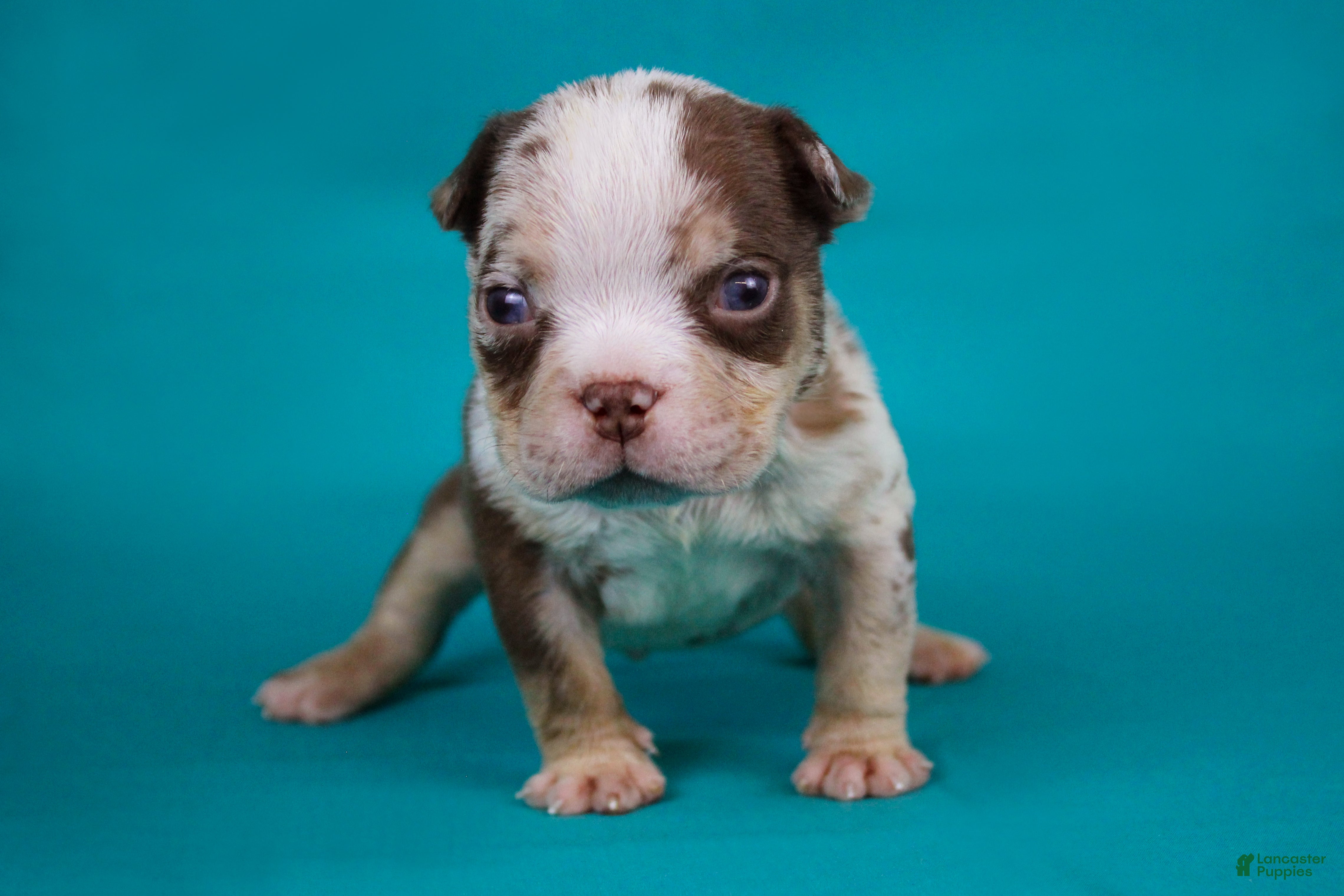 American Bully dogs Chocolate Tri Merle Male - Ad 10