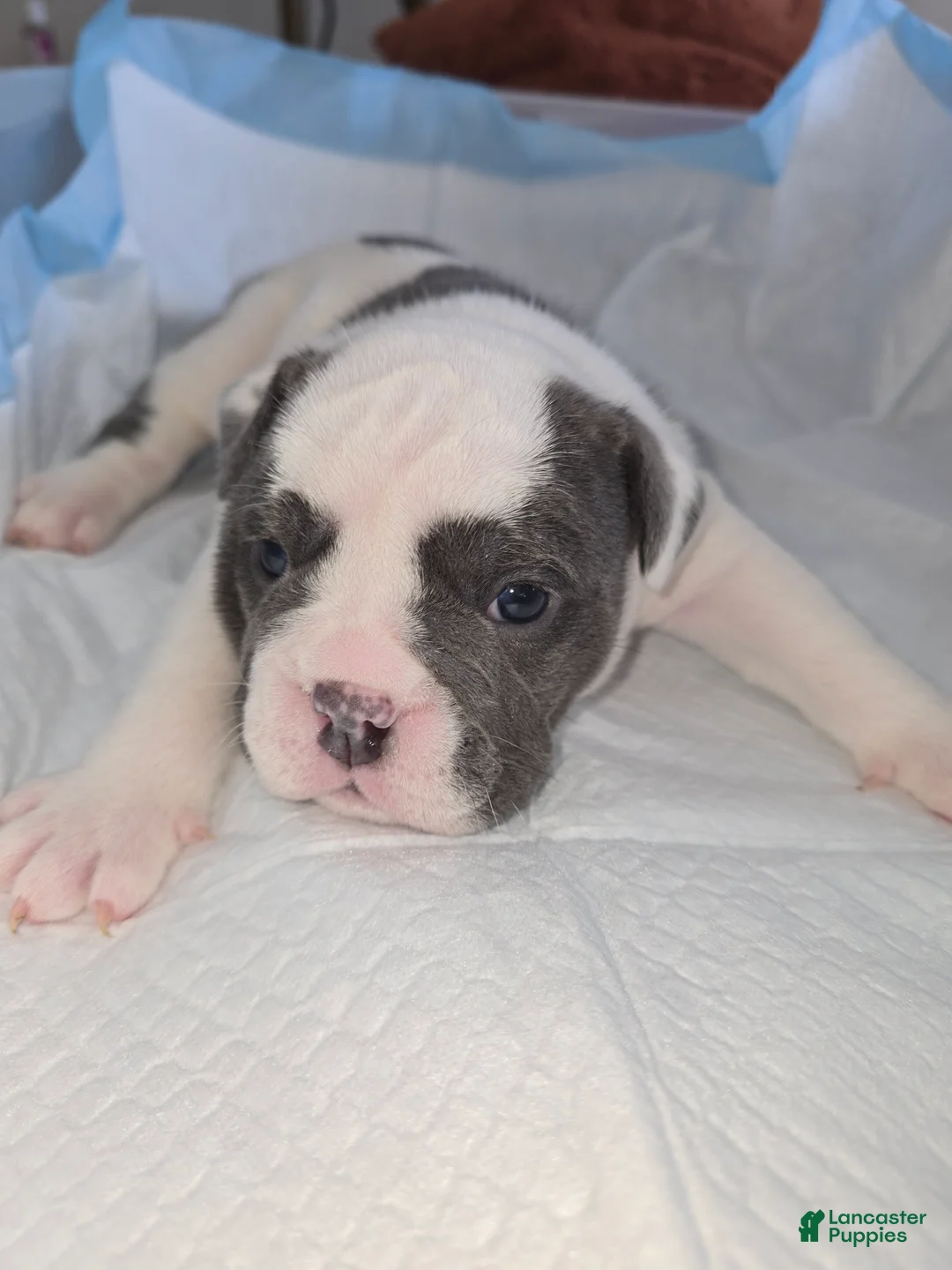 English Bulldog dogs for sale: English Bulldog Puppy 6 - Ad 1
