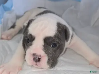 English Bulldog dogs English Bulldog Puppy 6 - Ad 8