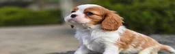 Cavalier King Charles Spaniel dogs for sale: Zion - Ad 4