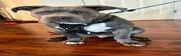American Bully dogs for sale: Milo - Ad 4