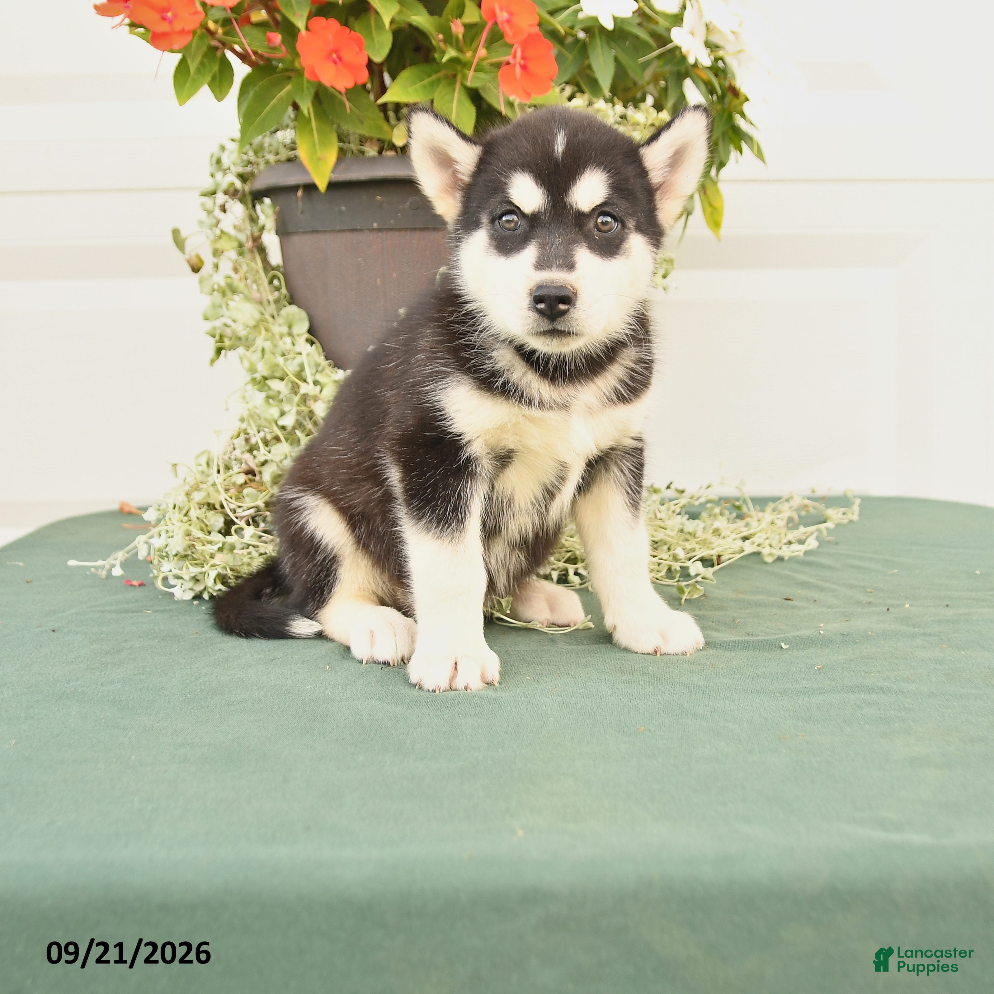 Alaskan Malamute dogs Cassie   - Ad 1