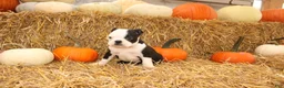 Boston Terrier dogs for sale: Albert - Ad 6