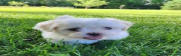 Teddy Bear dogs for sale: Bullet - Ad 5