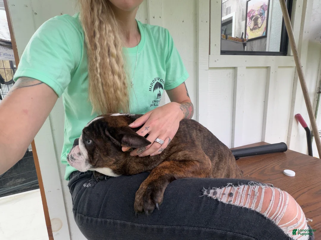 English Bulldog dogs for sale: English Bulldog 1 - Ad 7