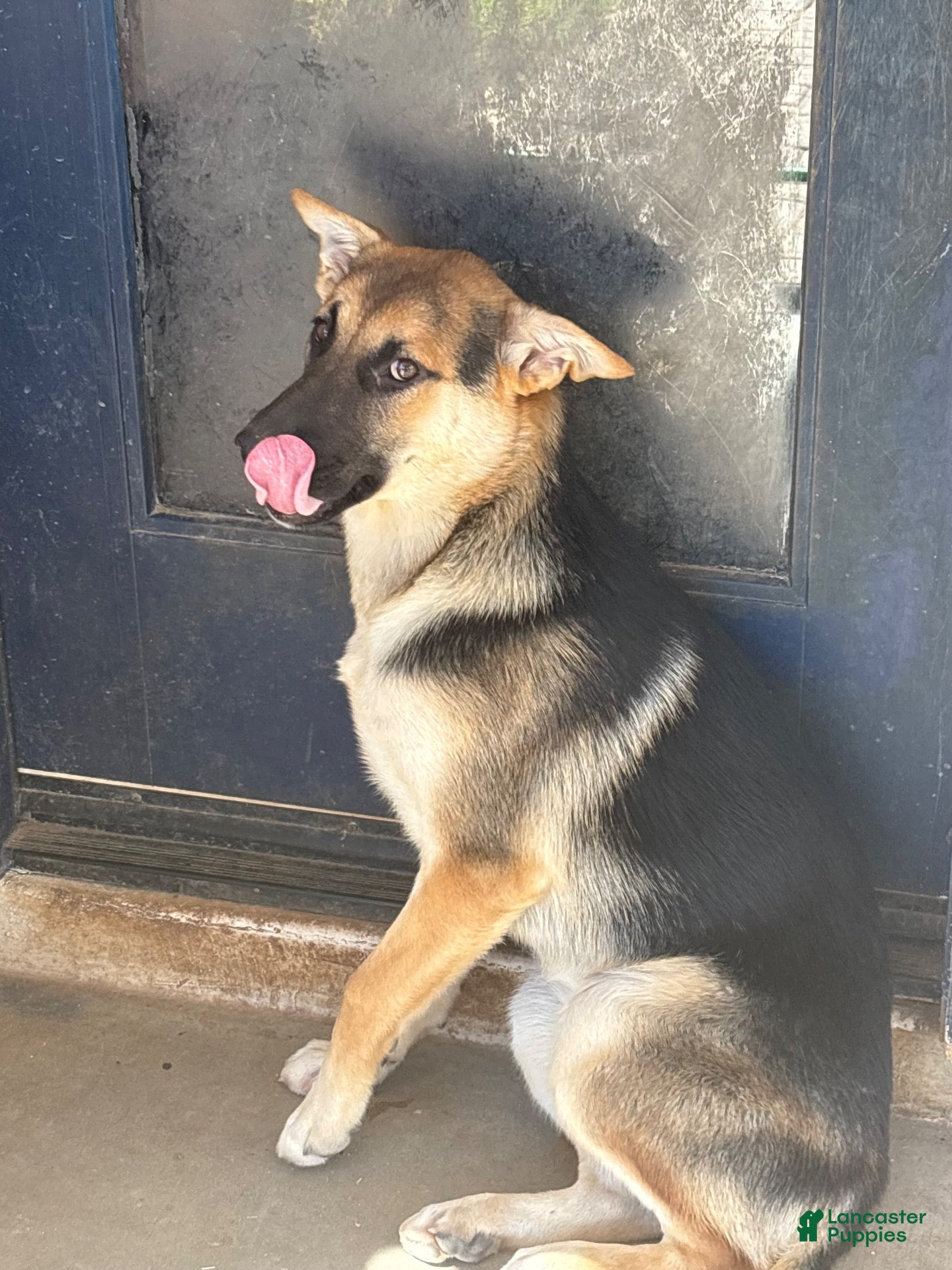 Gerberian Shepsky dogs Sassy (AKA Professor Sassy Pants, AKA Sassafrass) - Ad 2