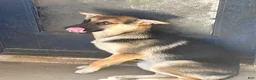 Gerberian Shepsky dogs for sale: Sassy (AKA Professor Sassy Pants, AKA Sassafrass) - Ad 2