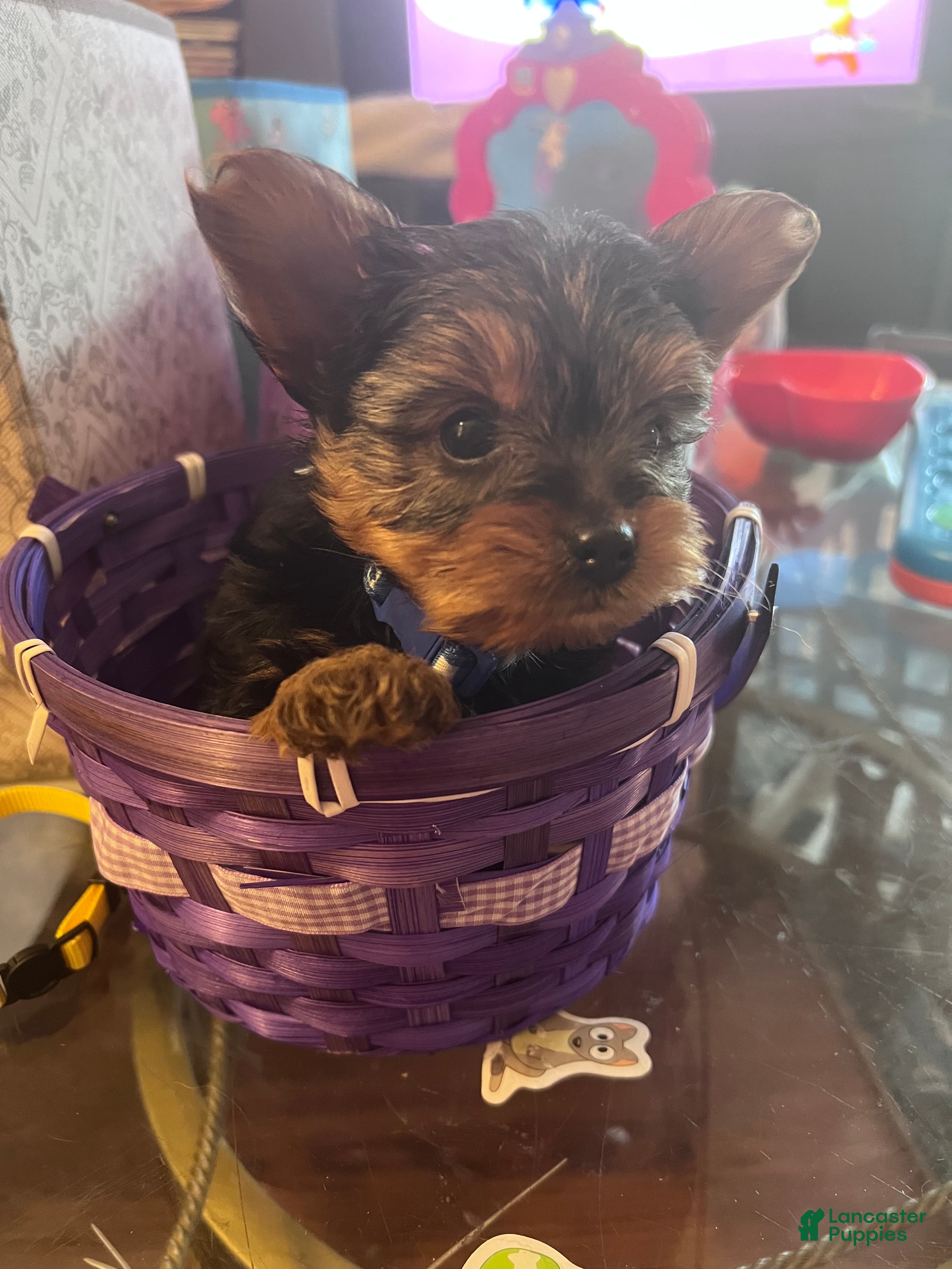 Yorkshire Terrier dogs Yorkshire Terrier Puppy 2 - Ad 22