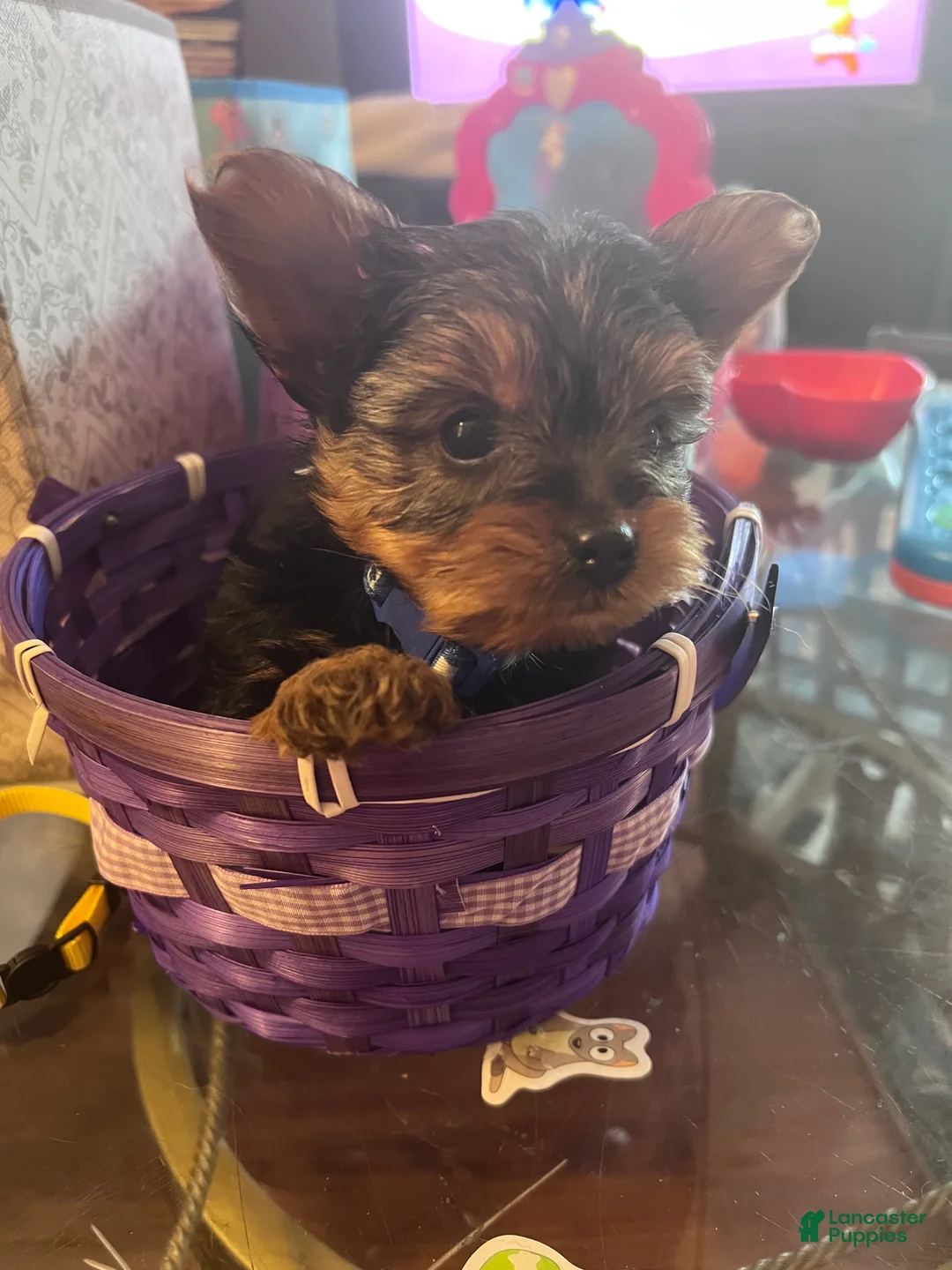 Yorkshire Terrier dogs for sale: Yorkshire Terrier Puppy 2 - Ad 1