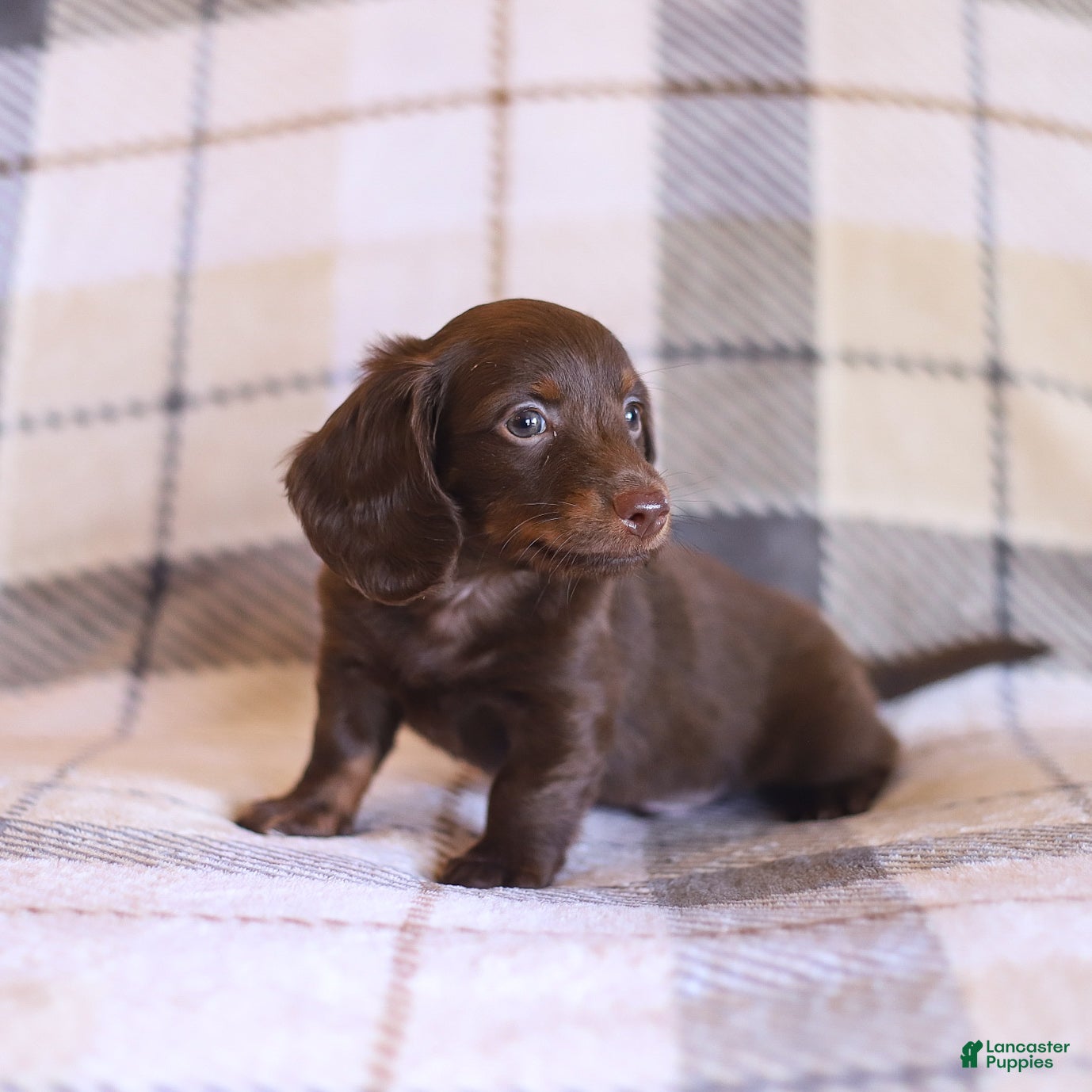Miniature Dachshund dogs Snickers - Ad 2