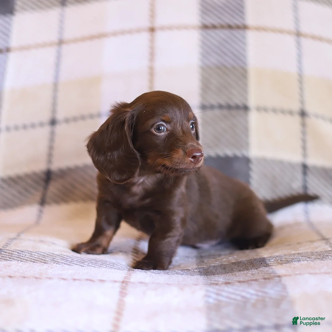 Miniature Dachshund dogs for sale: Snickers - Ad 2