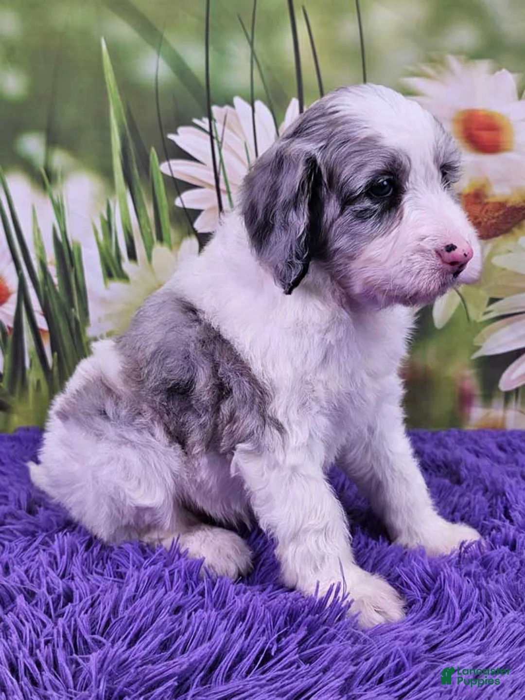Mini Sheepadoodle dogs for sale: Cupcake - Ad 2