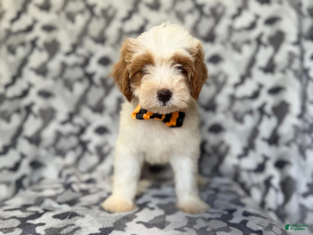 Cavapoo dogs for sale: Sparky - Ad 9