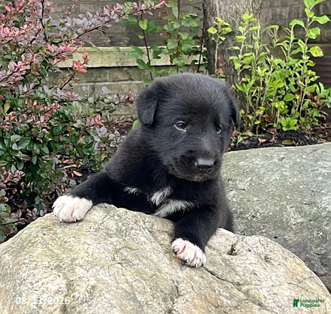Mixed Breed dogs for sale: Gabe - Ad 2