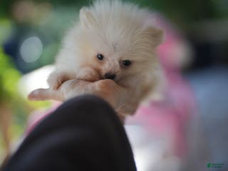 Pomeranian dogs Pomeranian Puppy 1 - Ad 9