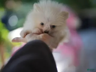 Pomeranian dogs Pomeranian Puppy 1 - Ad 7