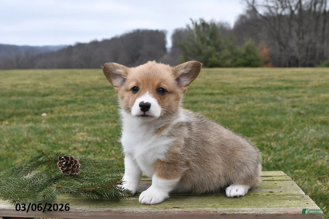 Welsh Corgi Pembroke dogs for sale: Jack - Ad 2
