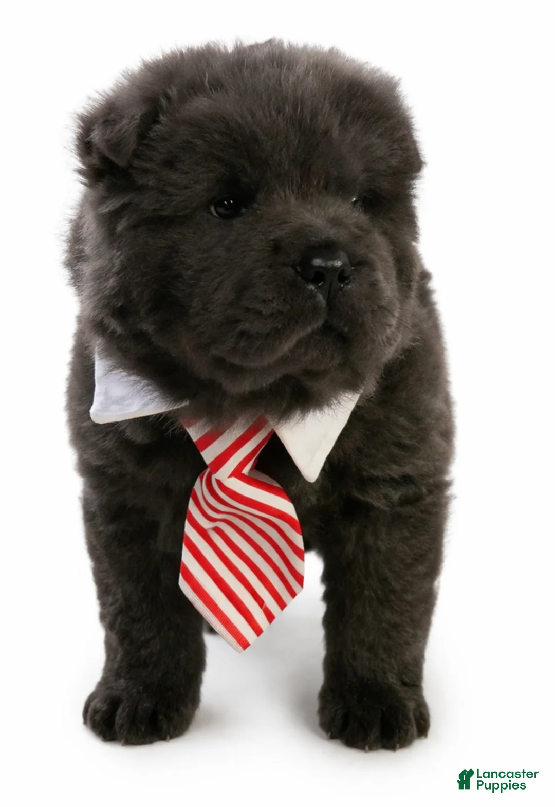 Shar Pei dogs for sale: Weston  - Ad 1