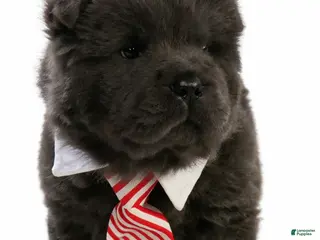 Shar Pei dogs for sale: Weston - Ad 1