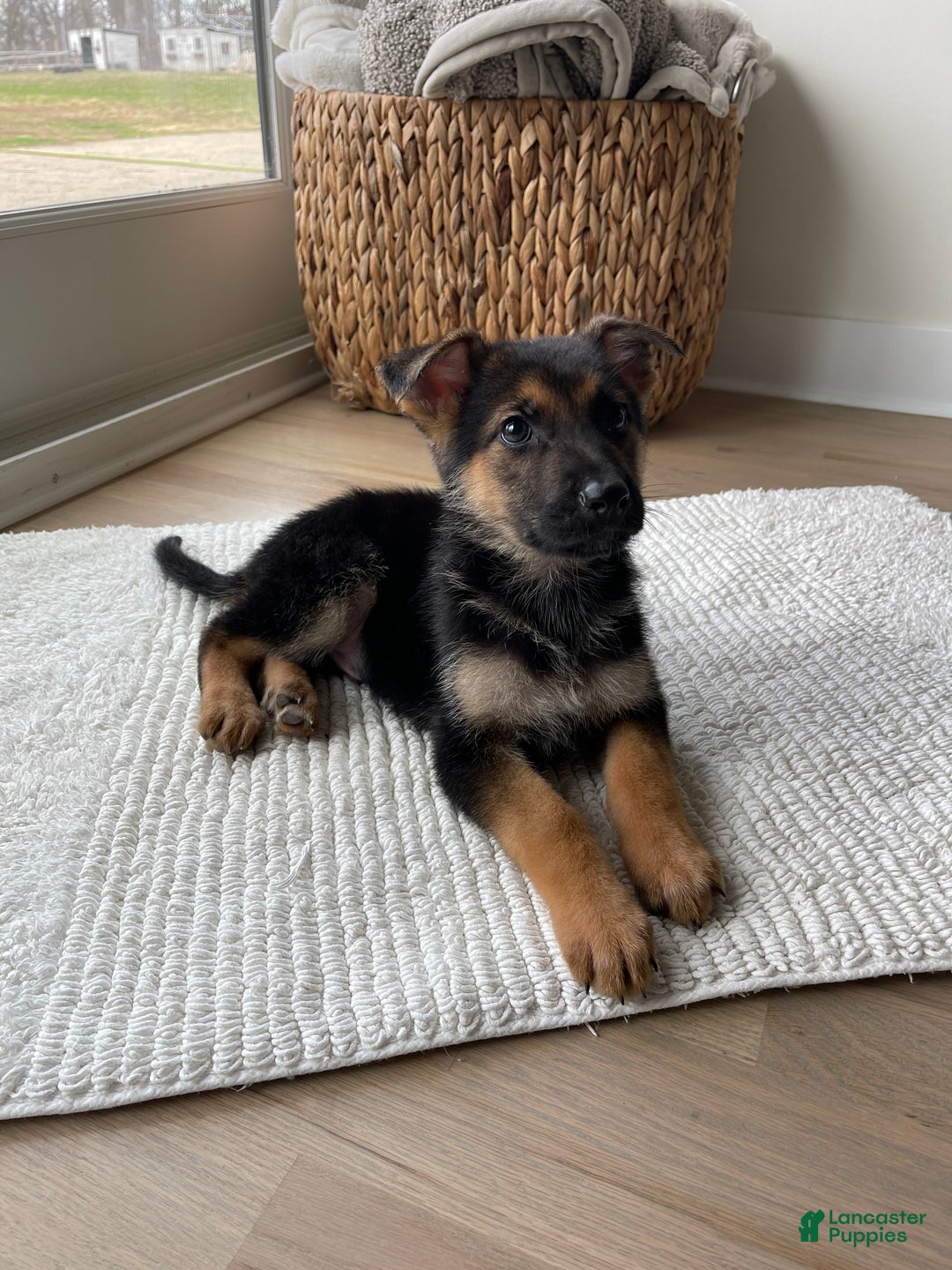 German Shepherd dogs for sale: Max - Ad 2