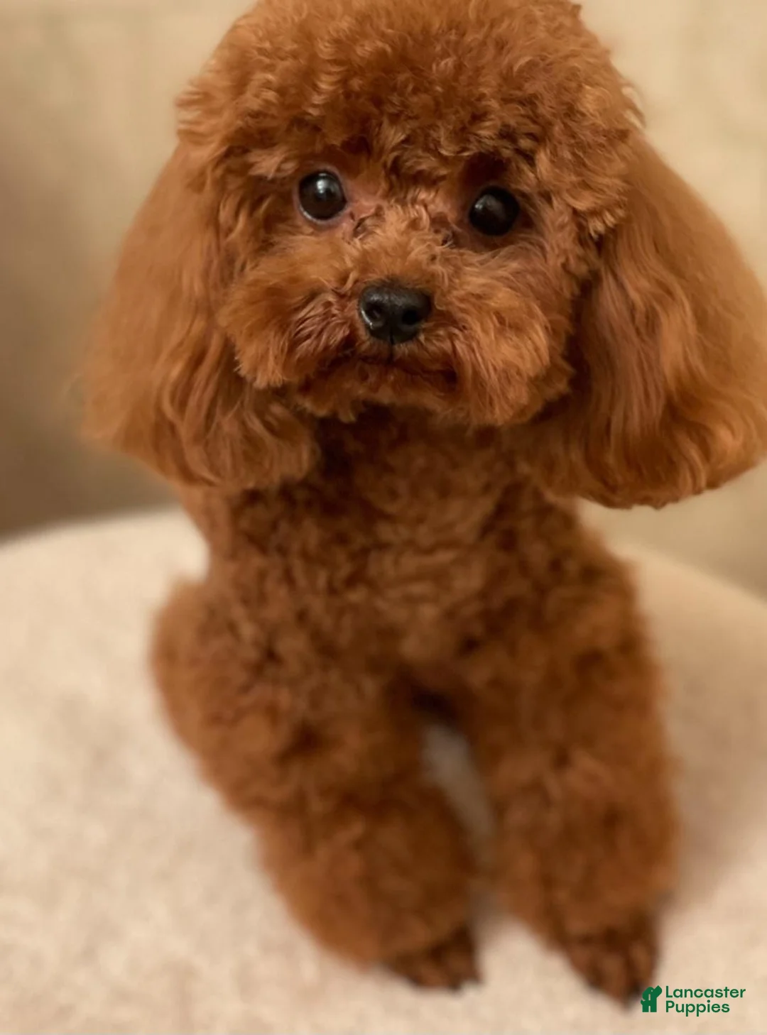 Toy Poodle dogs for sale: Micro Teacup Boy AKC  - Ad 4