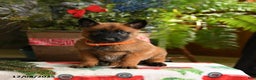 Belgian Malinois dogs for sale: Tangerine - Ad 4