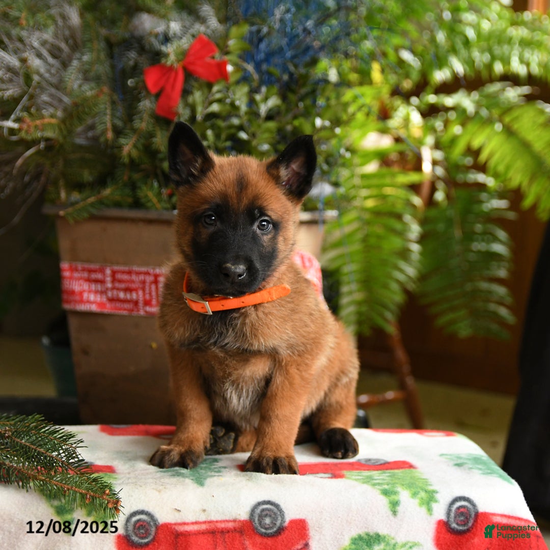 Belgian Malinois dogs for sale: Tangerine - Ad 4