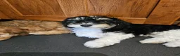 Havapoo dogs for sale: Alfie - Ad 17