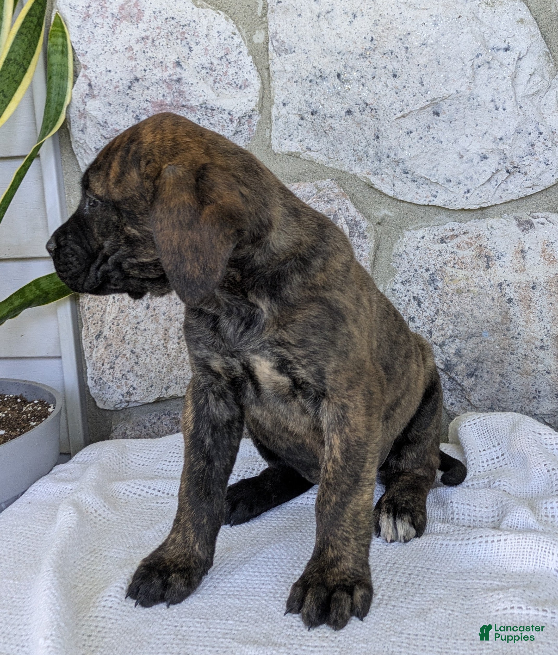 English Mastiff dogs for sale: Tilly  - Ad 4