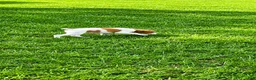 Brittany Spaniel dogs for sale: Callie - Ad 3
