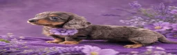 Miniature Dachshund dogs for sale: Stella - Ad 1