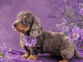 Miniature Dachshund dogs Stella - Ad 7