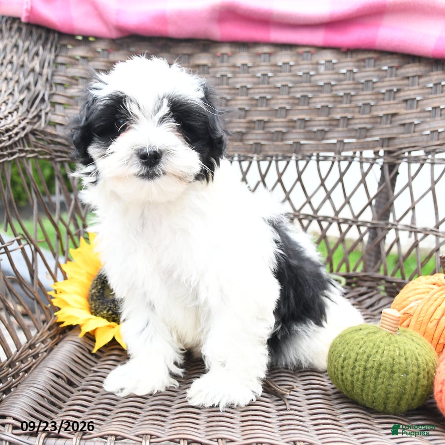 Maltipoo dogs Murphy - Ad 1