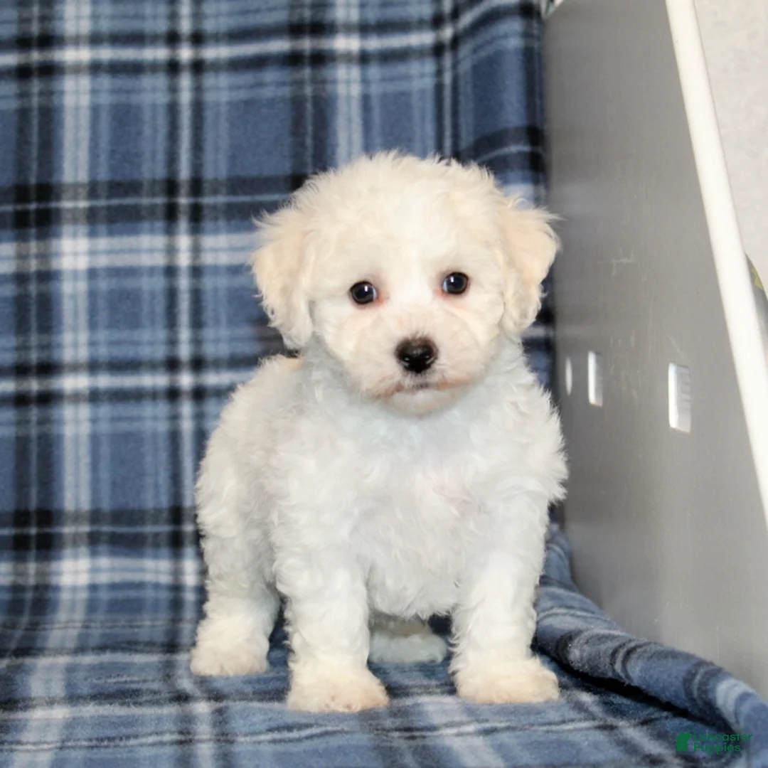 Bichon Frise dogs for sale: Fawn - Ad 4