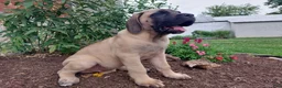 English Mastiff dogs for sale: Marcey - Ad 1