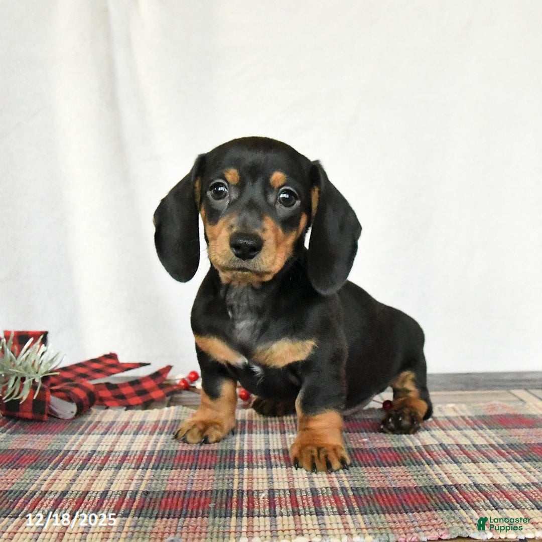 Miniature Dachshund dogs for sale: Louie - Ad 3